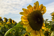 9th Aug 2016 - Sunflower Field