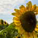 Sunflower Field by hjbenson