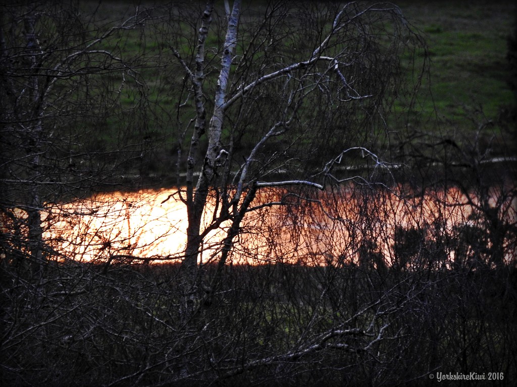 On Golden Pond by yorkshirekiwi