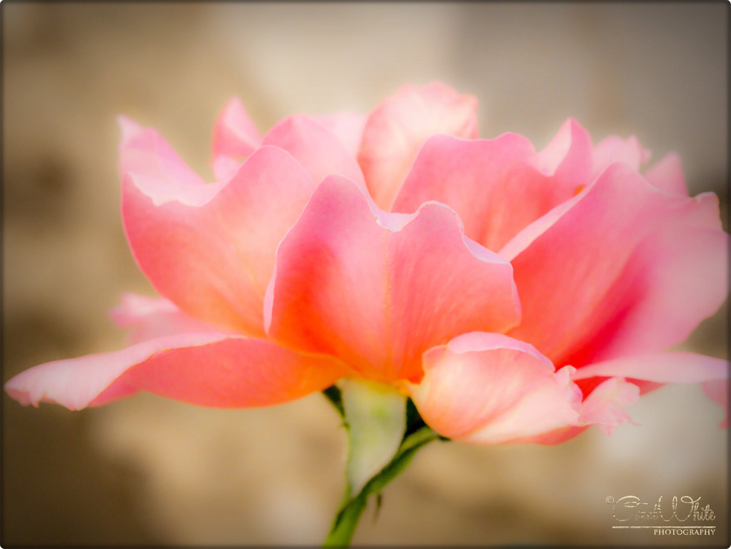 A Rose From Rosie's Garden In Kos by carolmw