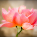 A Rose From Rosie's Garden In Kos by carolmw
