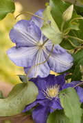 10th Aug 2016 - Clematis 