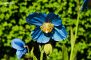 23rd Jul 2016 - Blue flower