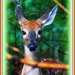 Deer Me by vernabeth