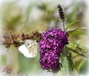 10th Aug 2016 - Butterfly bush