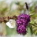 Butterfly bush by rosiekind