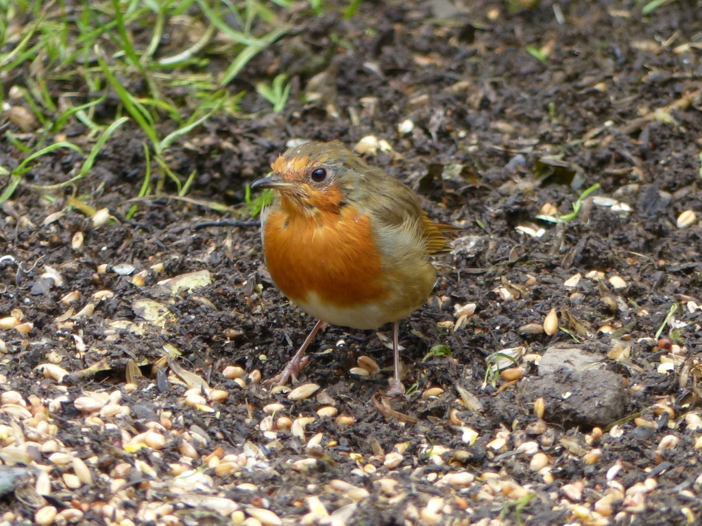 A Little Robin by susiemc