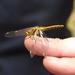  Black Darter (female) Dragonfly by susiemc