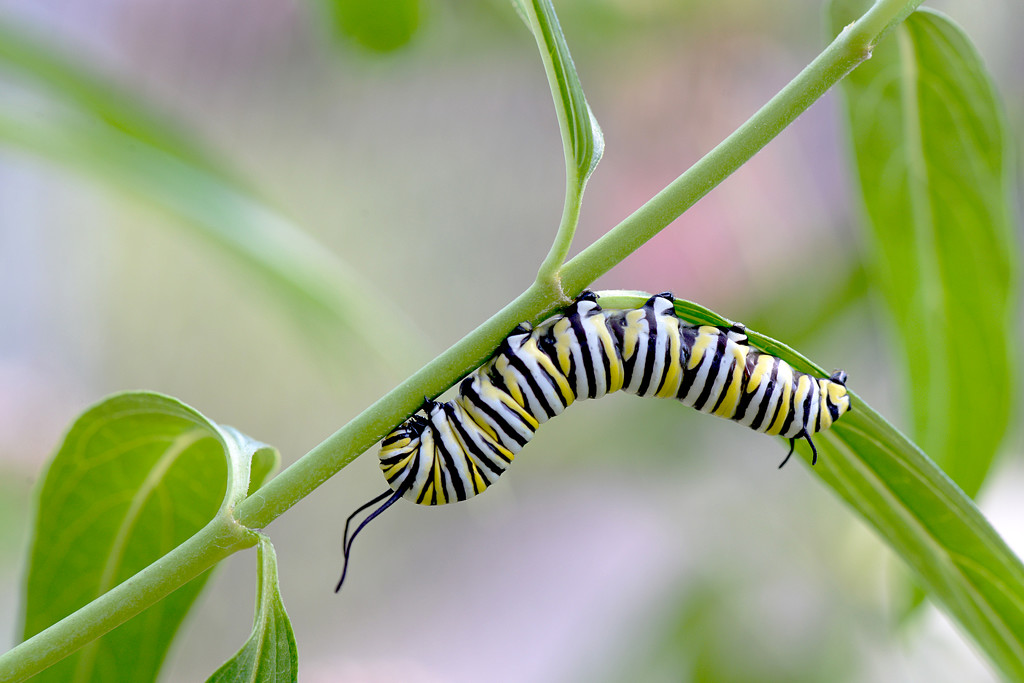 Monarch Caterpillar! by fayefaye