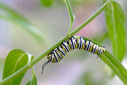 10th Aug 2016 - Monarch Caterpillar!