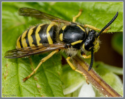 10th Aug 2016 - Wasp 2