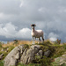 Sheep on a hill by callymazoo