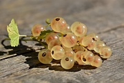 10th Aug 2016 - White Currant 