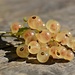 White Currant  by vera365