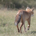 Fox II by leonbuys83