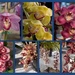Orchids 2 by kerenmcsweeney