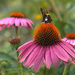 Cone Flower and Silver-spotted Skipper by loweygrace