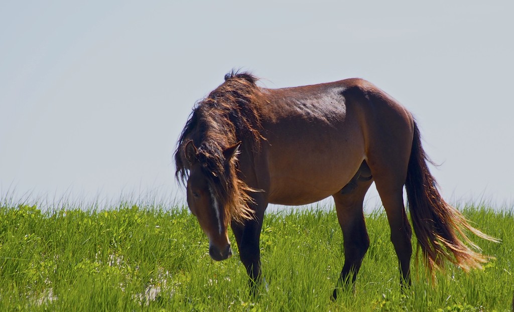 Wild Horse of Sable Island by selkie