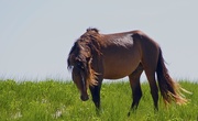 14th Jun 2016 - Wild Horse of Sable Island