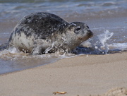 14th Jun 2016 - Grey Seal of Sable Island