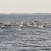 Cormorants Taking Off by frantackaberry