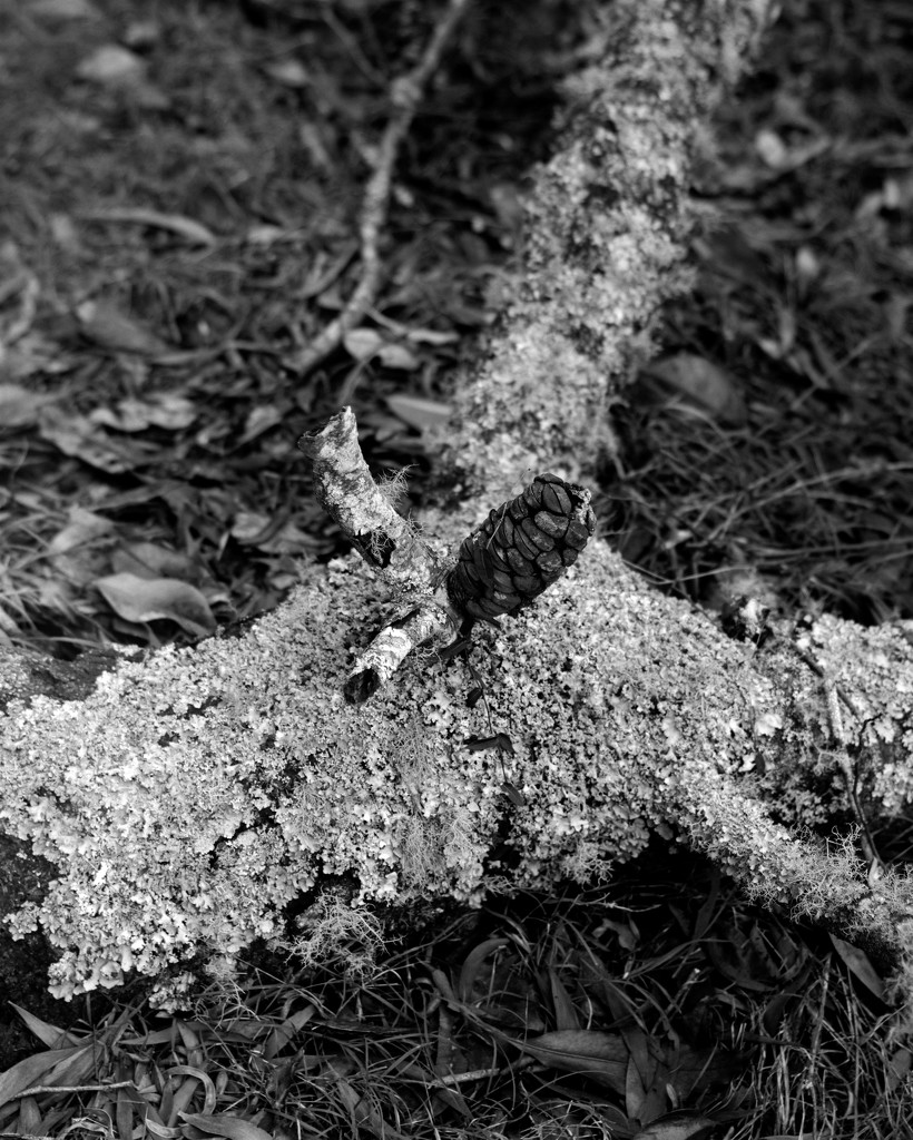 Cone against moss by peterdegraaff