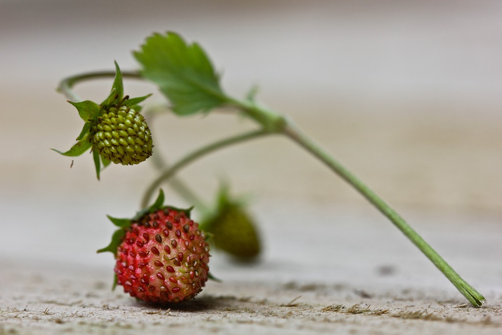 Wild Strawberries by jamibann