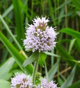 9th Aug 2016 - Water Mint
