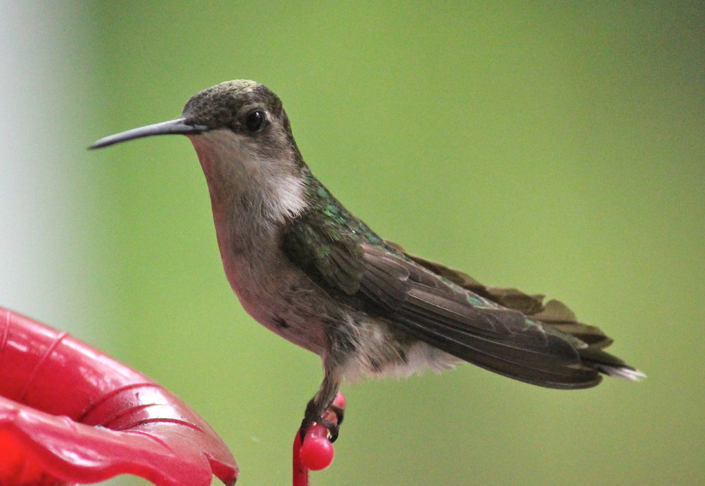 Hummingbird by juletee