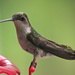 Hummingbird by juletee