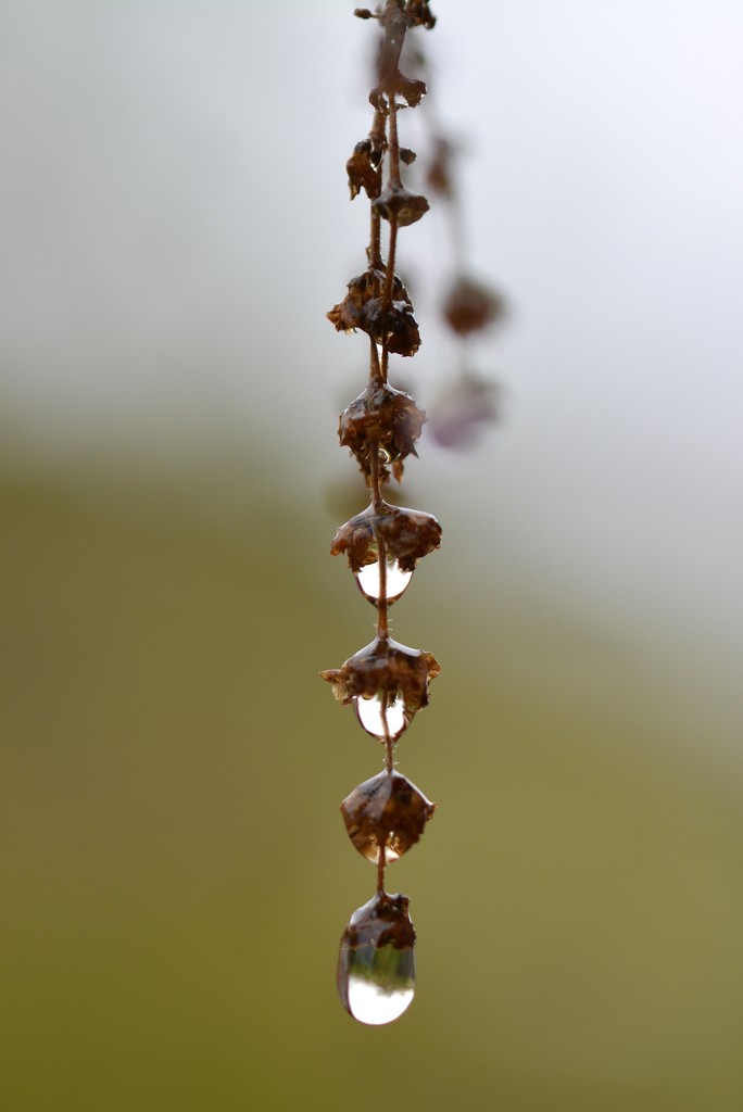 Chain of Drops _DSC9479 by merrelyn