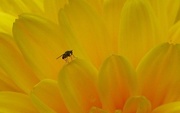 11th Aug 2016 - Fly In a Sea of Yellow