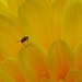 Fly In a Sea of Yellow by foxes37