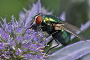 5th Aug 2016 - GREENBOTTLE