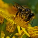 HONEY BEE  by markp