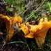 Mushroom day: Chantarelles by vera365