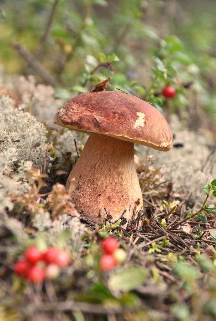 Mushroom day: picture-perfect porcini mushroom  by vera365