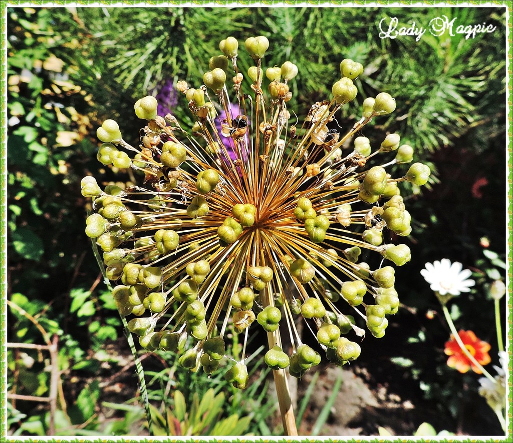 A Bald Allium by ladymagpie