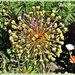 A Bald Allium by ladymagpie