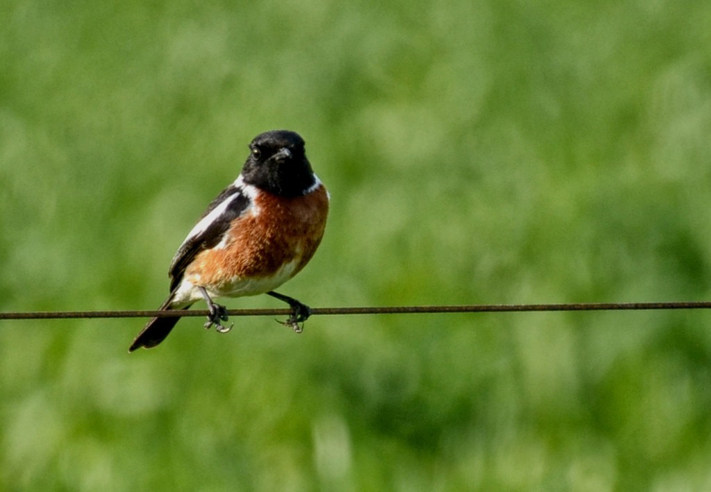 African Stonechat by salza