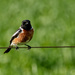 African Stonechat by salza
