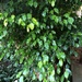 Ficus Benjamina by bjchipman