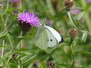 11th Aug 2016 -  Large White Butterfly