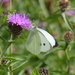  Large White Butterfly by susiemc