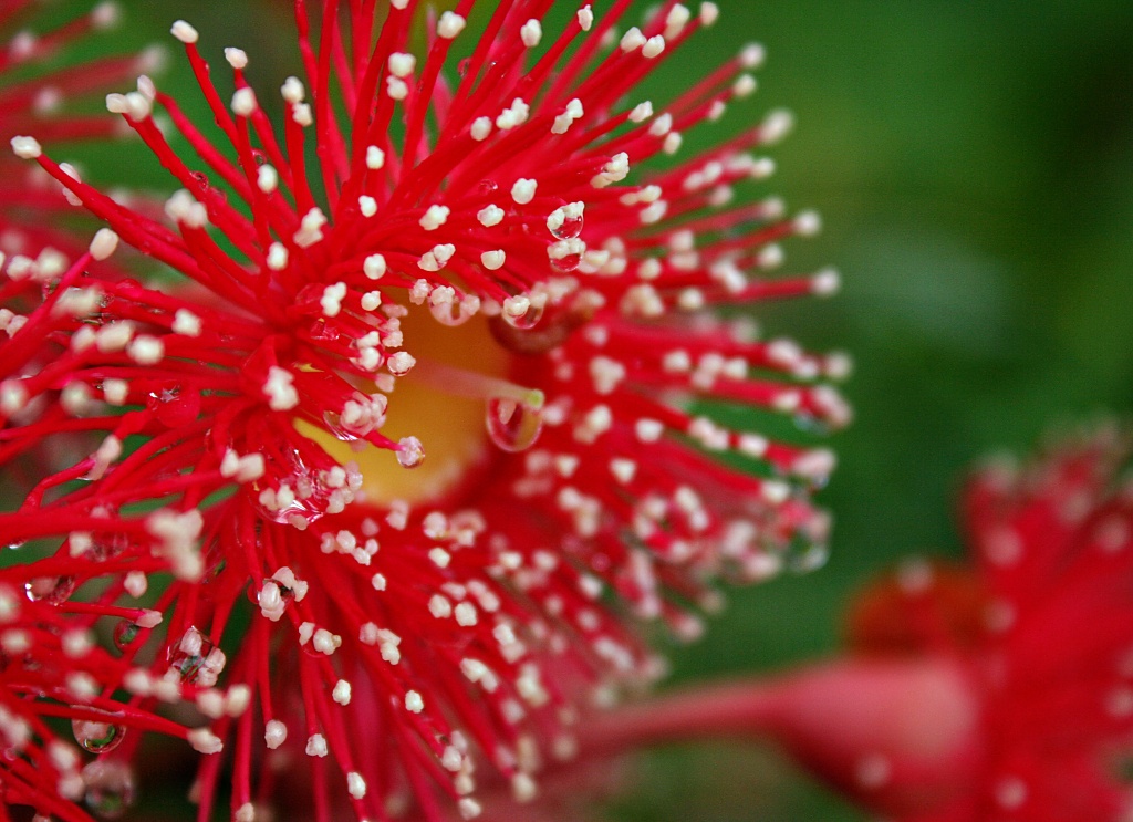Corymbia Summer Red by corymbia