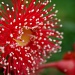 Corymbia Summer Red by corymbia