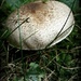 One Little Mushroom  by jo38