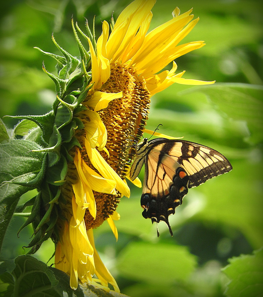 Sunflowers and Butterflies by homeschoolmom