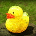 Ducky goes to the park! by homeschoolmom