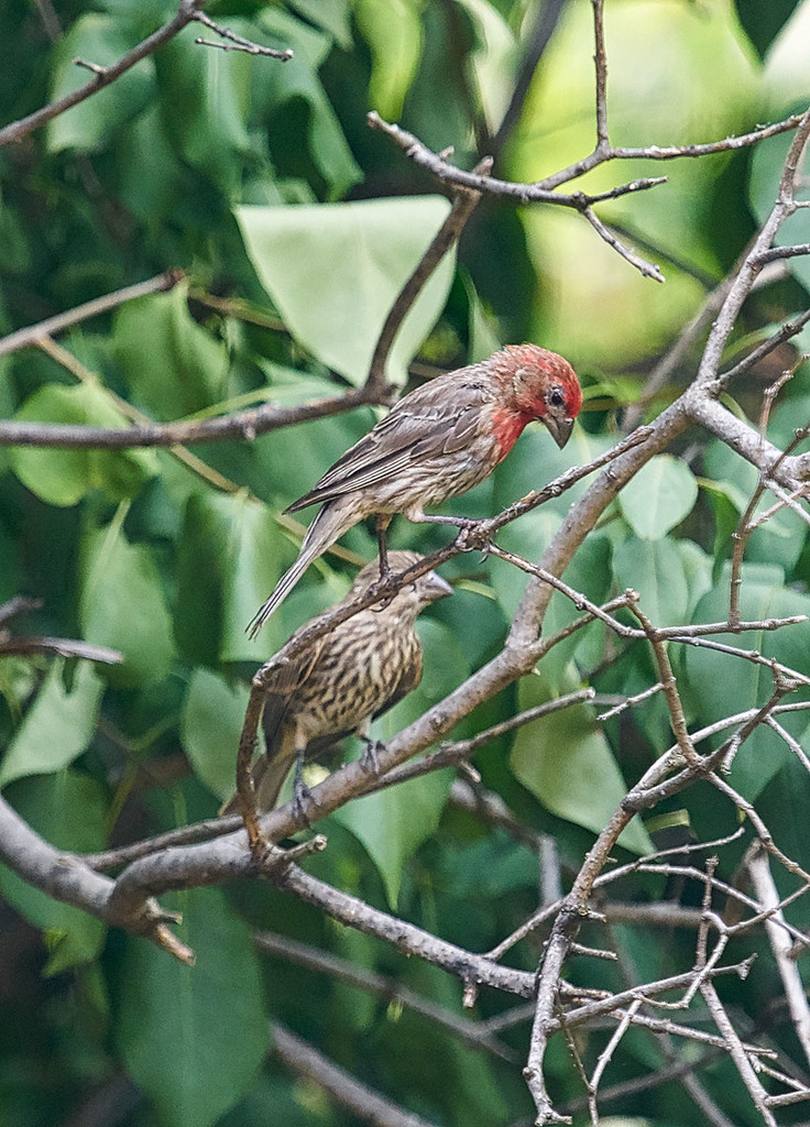 House Finch and Juvenile 1 by gardencat